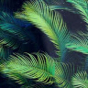 Meet your Posher, Sheria